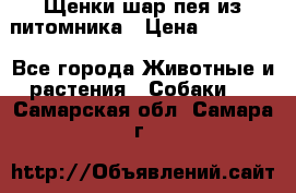 Щенки шар-пея из питомника › Цена ­ 15 000 - Все города Животные и растения » Собаки   . Самарская обл.,Самара г.